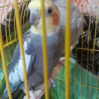 عروس هلندی مولد|پرنده|نور, |دیوار