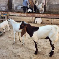 درودبر شما خوبان|حیوانات مزرعه|لامرد, |دیوار