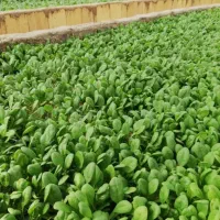استخدام راننده اریسان یخچالدار|استخدام حمل و نقل|شیراز, شهرک گلستان|دیوار