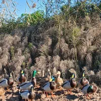 اردک کله سبز پروازی|حیوانات مزرعه|رشت, منظریه|دیوار