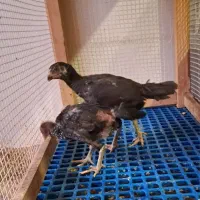 جوجه لاری اصل