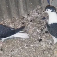 سرخ پشت و جوجه سیاه پشت|پرنده|لنجان, |دیوار