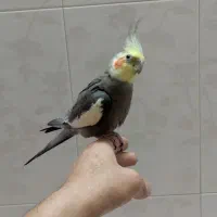 یک جفت عروس هلندی