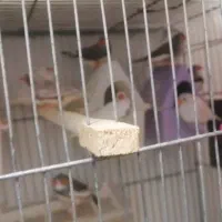 فنچ|پرنده|سبزوار, کهنه آب|دیوار