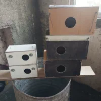 لانه عروس هلندی وعروس کوتوله