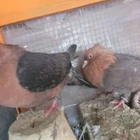 یک جفت کبوتر نقش آرشینگل|پرنده|ابریشم, |دیوار