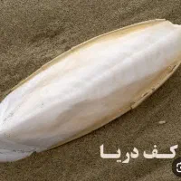 کف دریا