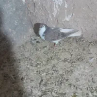 کفتر پرشی|پرنده|نیشابور, حقیه|دیوار