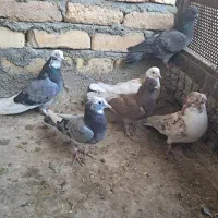 کبوتر پرشی|پرنده|گلپایگان, |دیوار