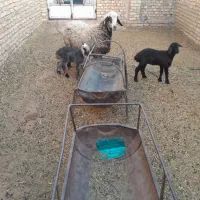 یکی میش دوقلوزا بادوبره ماده