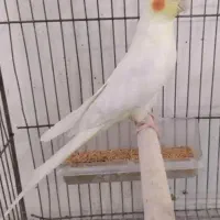 یک جفت عروس هلندی سخنگو فول رام باقفس بزرگ نو