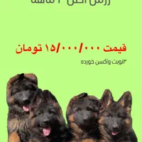سگ ژرمن اصل