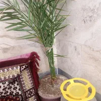 گل طبیعی|گل و گیاه طبیعی|ابهر, |دیوار