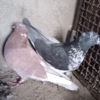 نروماده پرشی ویک عددماده