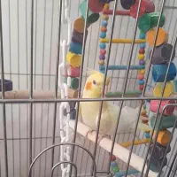 عروس هلندی زعفرونی بهترین نژاد|پرنده|اقلید, |دیوار