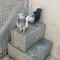 کله|پرنده|مشهد, مشکینی (شهرک غرب)|دیوار