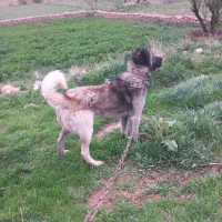 سگ برای گله