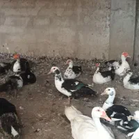 فروش اردک روسی یا اسرائیلی، ۳۵ عدد|حیوانات مزرعه|کلاردشت, |دیوار