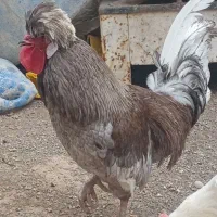 خروس زیباوتزعینی