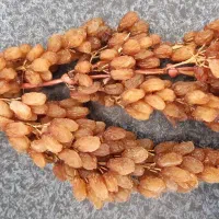 کشمش اشغاری|خوردنی و آشامیدنی|شیروان (خراسان), |دیوار