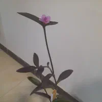 خانم جهت خدماتی