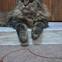 گربه ماده بیریتیش پرشین|گربه|محمدشهر, زیبادشت|دیوار