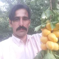 حرس انواع درختان مشاوره وتاسیس انواع باغ میوه|خدمات باغبانی و درختکاری|انزل, |دیوار