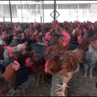 خروس نزری باب مراسمات طایفه ای