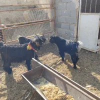 گوسفند میش. بزغاله دوبری .و ۱۵راس بره