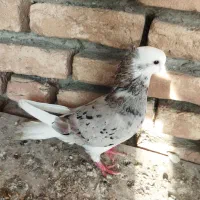 کبوتر سرور|پرنده|گمیشان, |دیوار