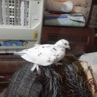 لوتی|پرنده|آذرشهر, |دیوار