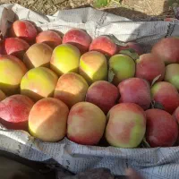 سیب‌دماوند