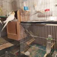 عروس هلندی ومرغ عشق انگلیسی|پرنده|علیآباد کتول, |دیوار