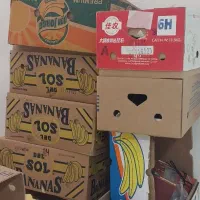 کارتون موزی