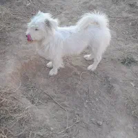 سگ پامرشیتزو نر|سگ|خوی, |دیوار