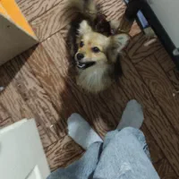 اشپیتز پامر