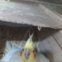 عروس هلندی|پرنده|ایذه, |دیوار