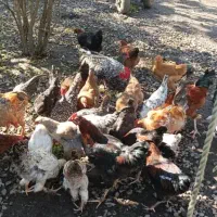 مرغ وخروس اصل طبیعی|حیوانات مزرعه|آستارا, |دیوار