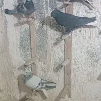 سلام پنج تا نر سوراخ|پرنده|کرمان, |دیوار