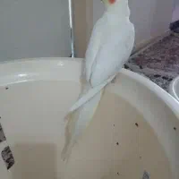 عروس هلندی ماده