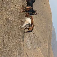فروش تعدادی بز|حیوانات مزرعه|هشتگرد, شهرک بعثت|دیوار