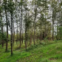 فروش چوب صنوبر|خدمات باغبانی و درختکاری|فومن, |دیوار