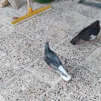 سرور دم سفید سیاه دم سفید