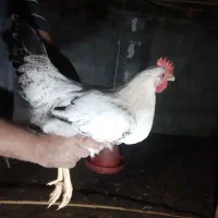مرغ خروس گلپایگان