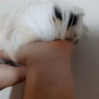 خوکچه هندی اهلی با وسایل