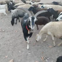 بز.نربز. میش .بره . بزغاله