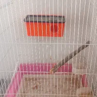 قفس مرغ عشق