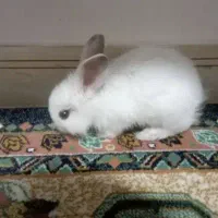 واگزاری رایگان خرگوش