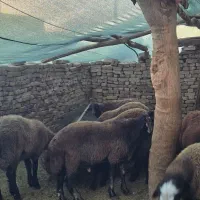 بره