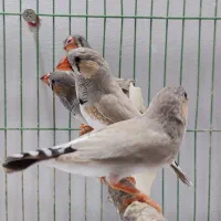 فنچ زبرا جوان  ، سالم و سرحال